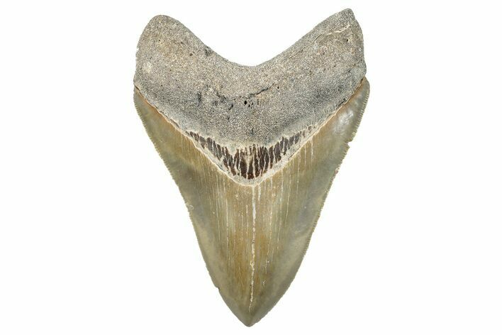 Serrated, Fossil Megalodon Tooth - North Carolina #272412